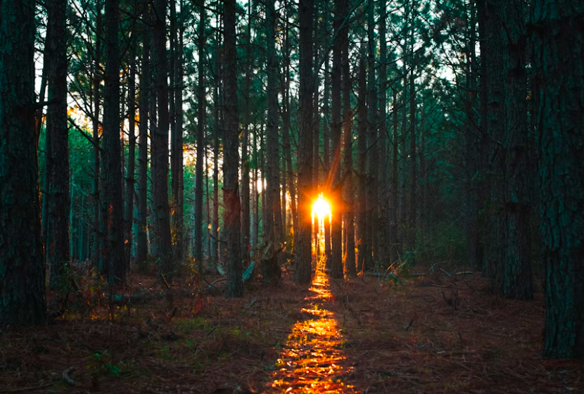 Career options for commerce students in India, for example in forests and environment. Post by Steering, and photo credits by Unsplash.
